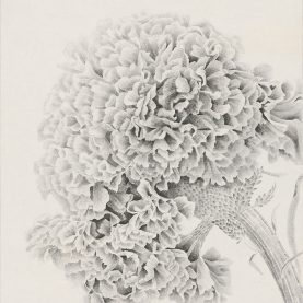 楊雁翎 蓁